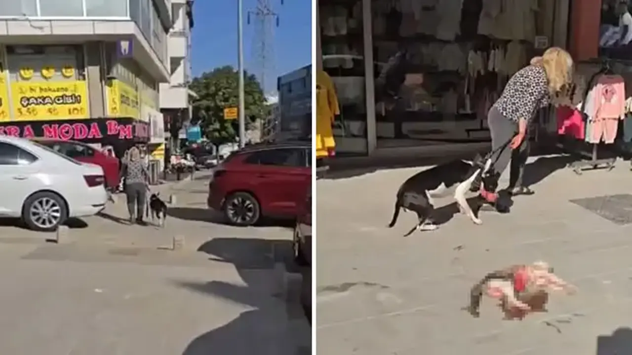 Esenyurt'ta Pitbull dehşeti: Ağızlıksız gezdirilen köpek sokak kedisini parçaladı