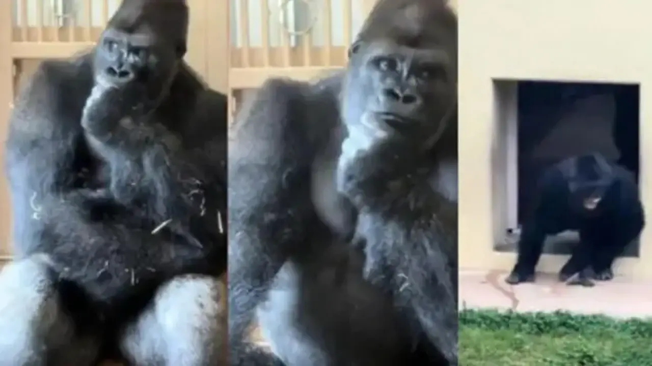 Eşiyle tartışan gorilin düşünceli halleri dikkat çekti
