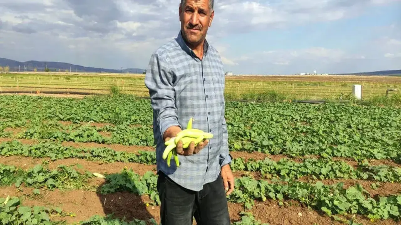 Gaziantep'te hasat başladı: Tarlada kilosu 30 TL
