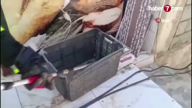 Gaziantep'te yerleşim yerinde yılan paniği