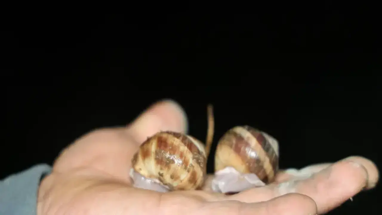 Gece yarısı fenerini alan dağa koşuyor! Toplaması izne tabi, kilogramı 35 lira...
