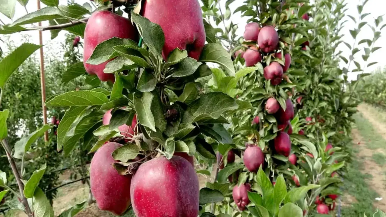 Geçen yıl don vurdu, hasat yapılamadı: Bu yıl yüzleri güldürdü!