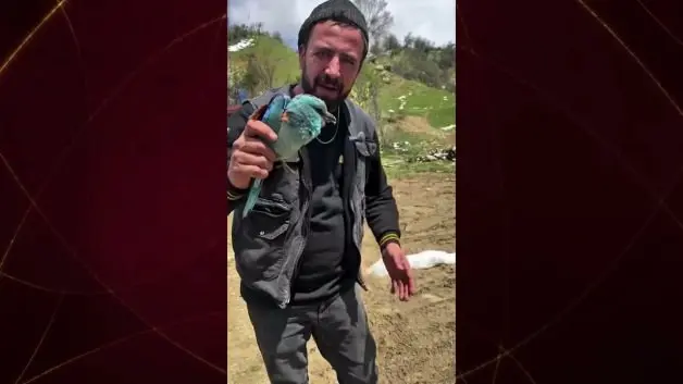 Gökkuzgunu Afyonkarahisar'da görüntülendi