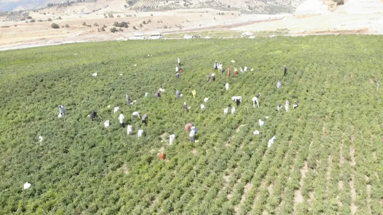 Hasat başladı! Tarlada kilosu 200 liraya çıktı, 30 bin ton üretim bekleniyor