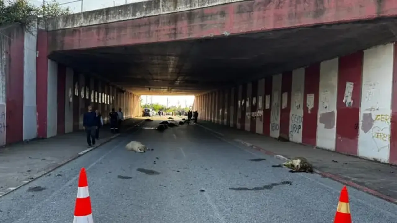 Hatay'da otomobilin çarptığı sürüdeki 17 koyun öldü