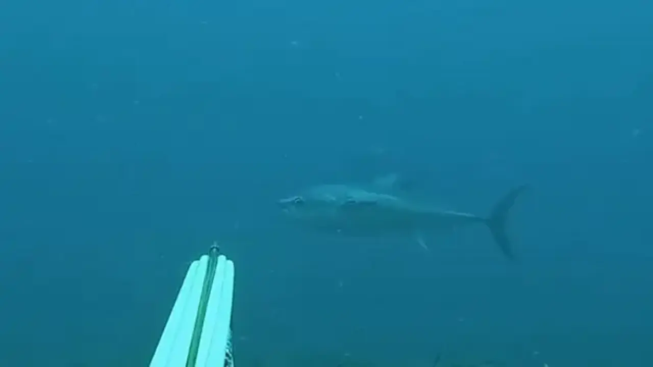 Hayalindeki balığı zıpkınla vurdu: 1 metre 82 santimlik orkinosu böyle avladılar