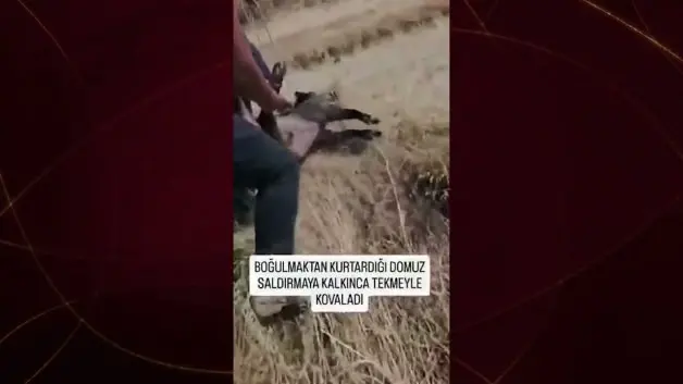 Hayatını kurtardığı domuz saldırınca tekmeyle kovaladı