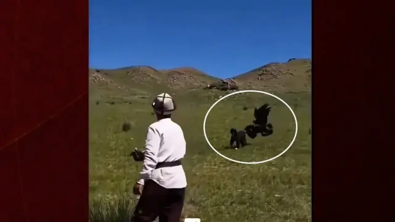 Hedefini şaşıran kaya kartalı köpeği avlamak istedi