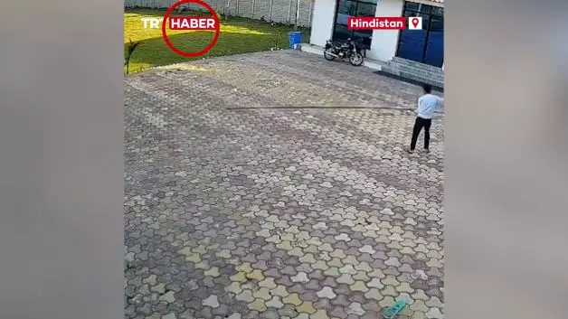 Hindistan'da akılalmaz olay! Maymunu kovalamak isterken canından oldu