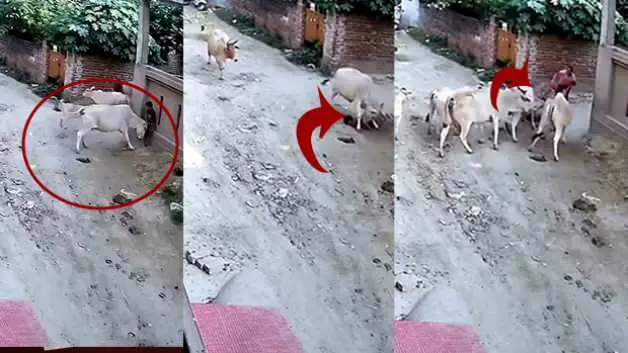 Hindistan'da ineğin saldırdığı çocuğu çevredekiler kurtardı