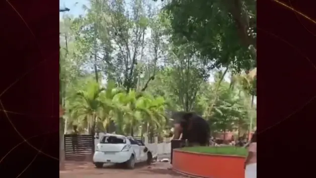 Hindistan’da kutsama töreni faciaya dönüştü: Filler dehşet saçtı!