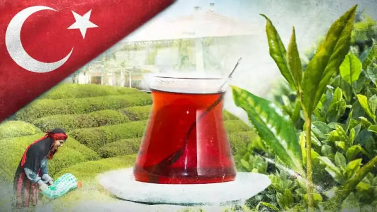 İhracatın yüzde 37'sini tek başına sırtladı: Dünyanın çayını Rize demliyor