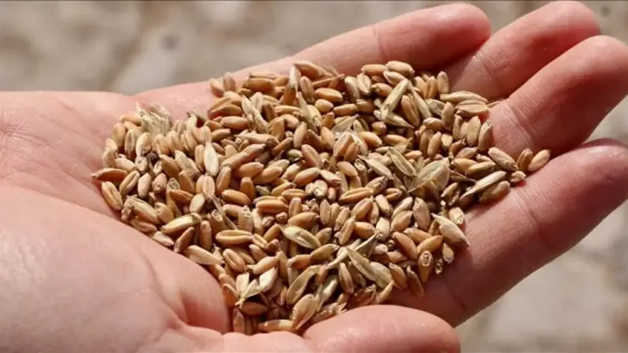 İklim değişikliğine karşı tarımda yerli ve ata tohumlar öne çıkıyor