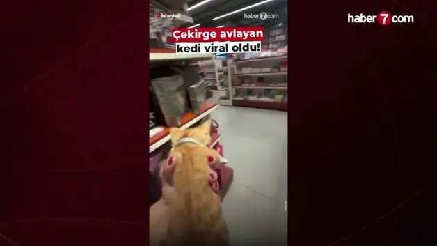 İş yerine giren dev çekirgeyi kedisine avlattı! O anlar sosyal medyayı salladı