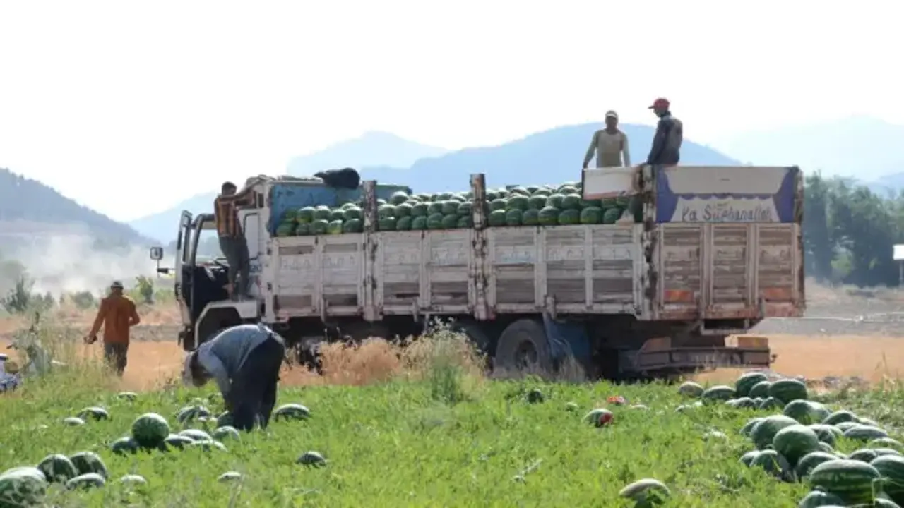 İşçilerin hasada başladı! Tarlada 4 liraya düştü