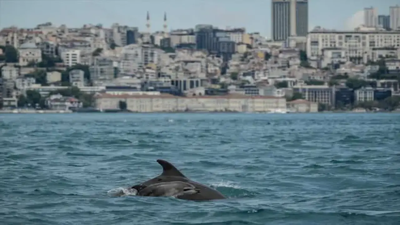 İstanbul Boğazı, turkuaz deniziyle büyülemişti! Bugünkü sakinleri görüntülendi...