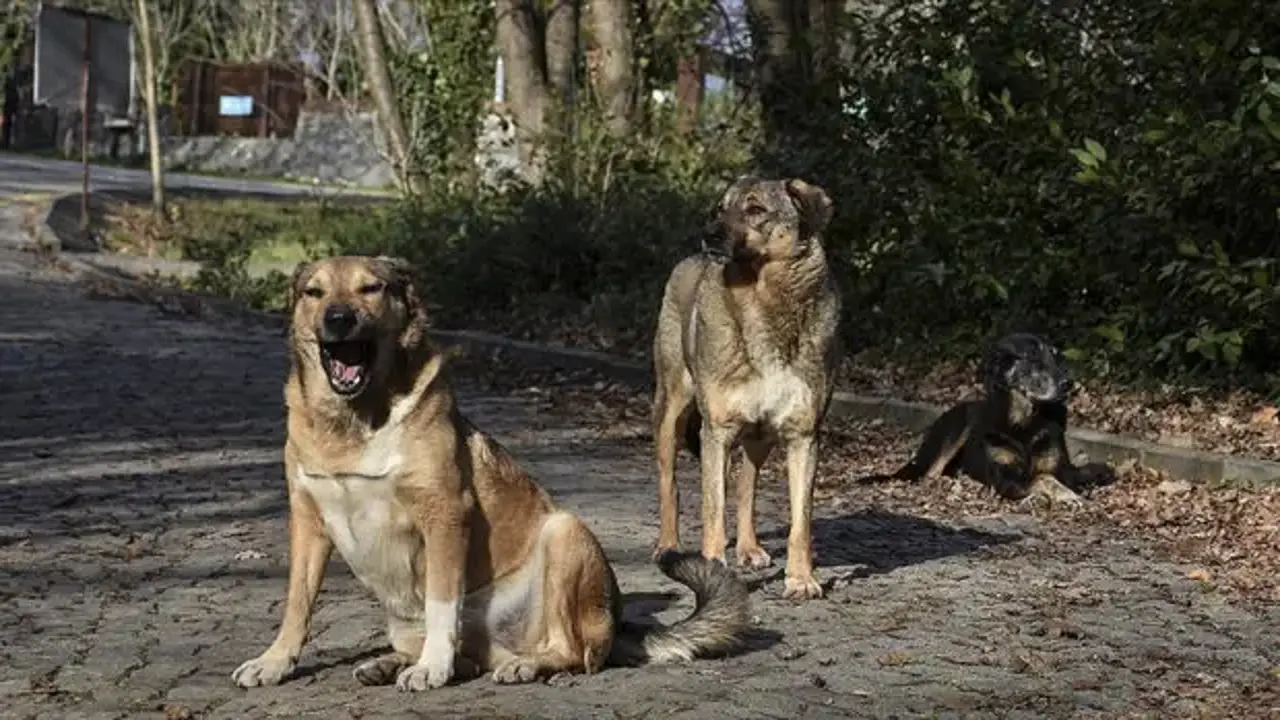 İstanbul Valisi Gül'den sahipsiz köpek talimatı: Yüzde 46'sı toplandı! Belediyelere uyarı