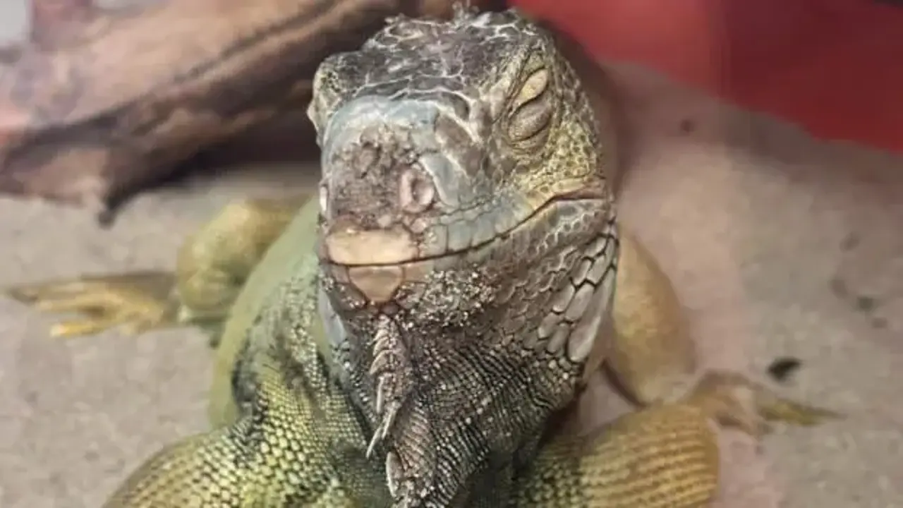 İstanbul'da bir evden tarantula, yılan, akrep, iguana, Afrika dev salyangozları çıktı