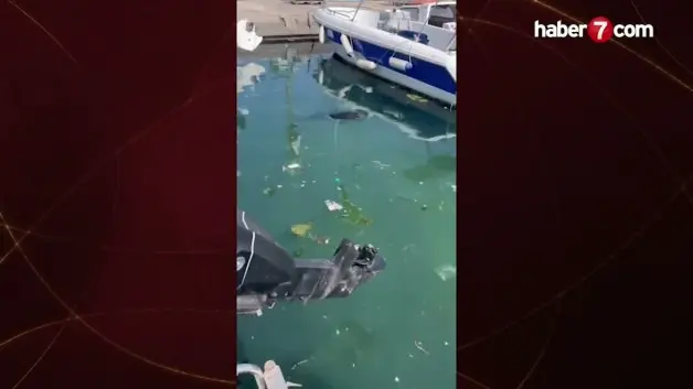 İstanbul'da limanda sıkışan yavru yunus balığı kurtarıldı