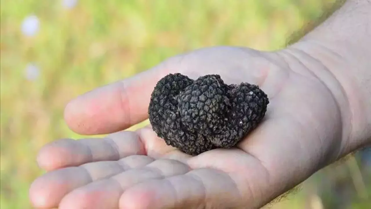 İtalya'yı bıraktı, serveti Türkiye’de buldu! kilosu 18 bin 500 TL!