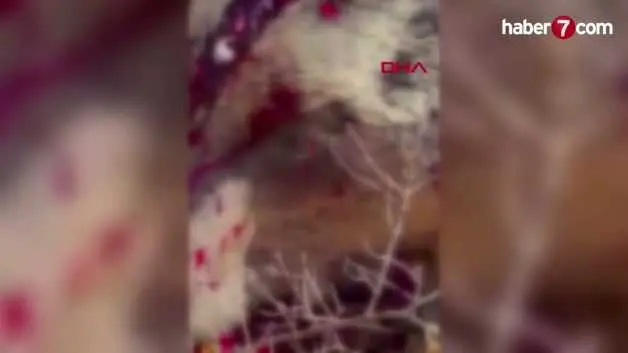 İzmir'de balkonda uyuyan yaşlı adama saldırıp öldüren ayı vuruldu
