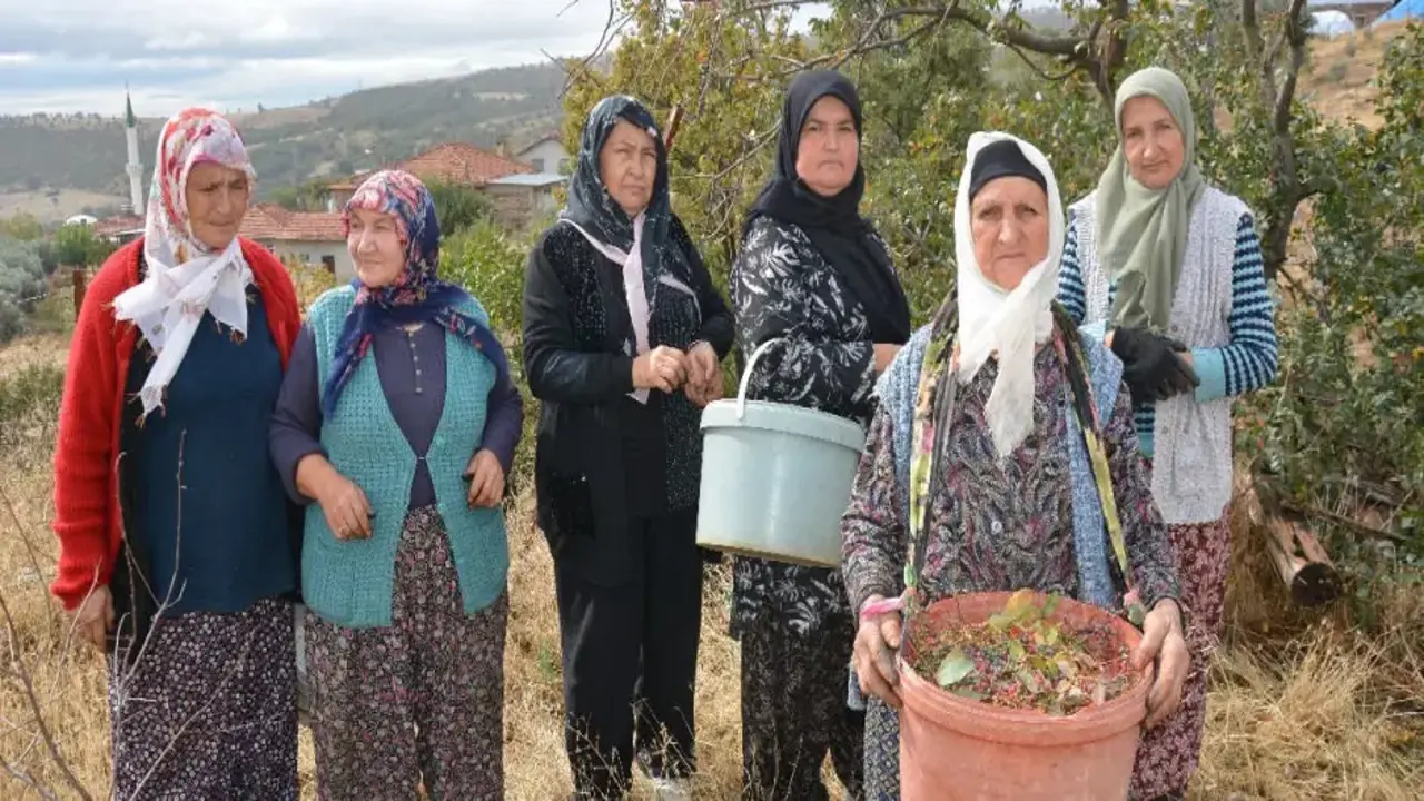 Kadınların gelir kaynağı oldu! Dağlardan toplayıp ilaç ve kozmetik devlerine satıyorlar