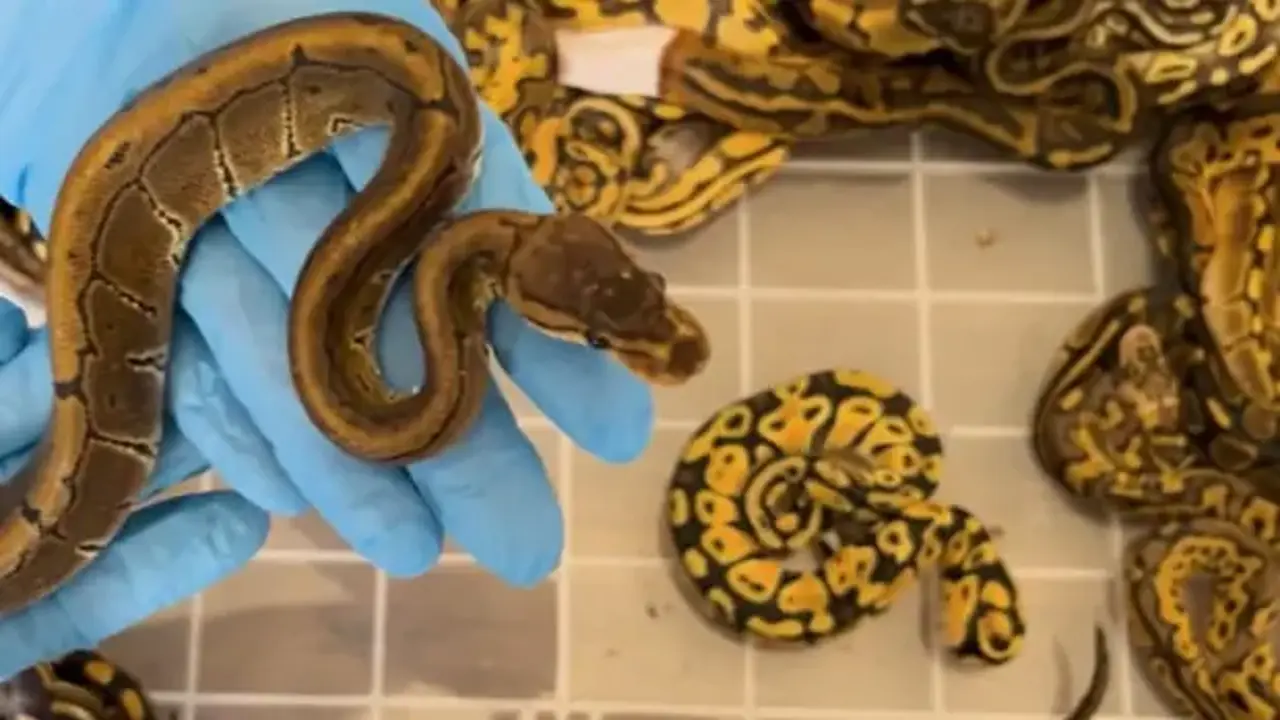 Kapıkule'de 67 canlı piton yılanı ele geçirildi