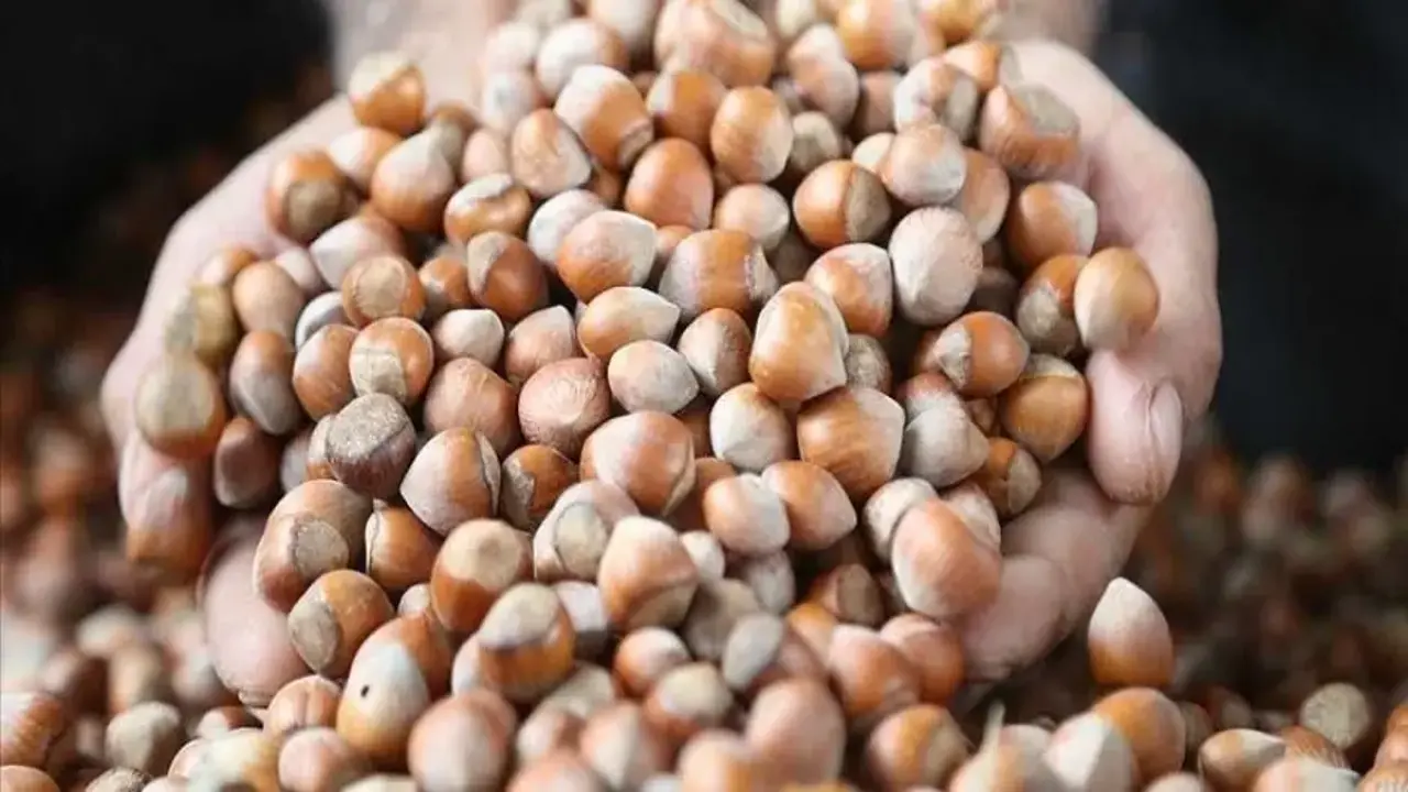 Karadeniz fındığı yılın ilk beş ayında ekonomiye dev döviz girdisi sağladı