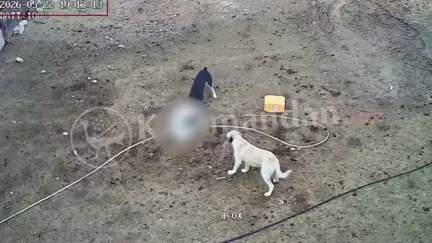 Karaman'da başıboş köpekler keçileri yedi!