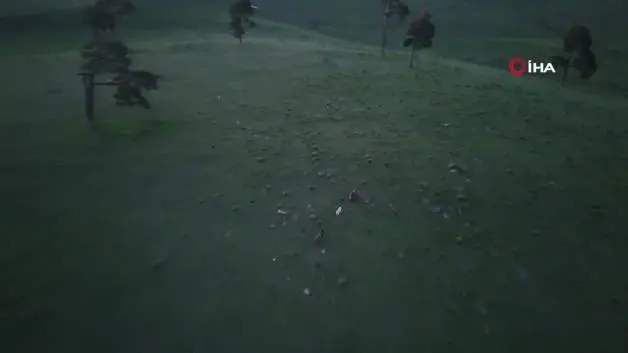 Kars'ta köpeklerin boz ayıyı kovaladığı anlar dron kamerasında
