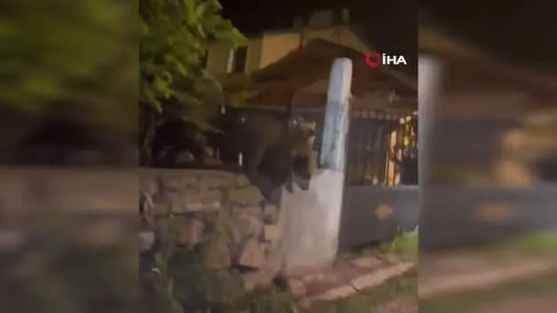 Kars'ta roller değişti: Vatandaş kapıda kaldı, ayılar bahçede keyif yaptı!