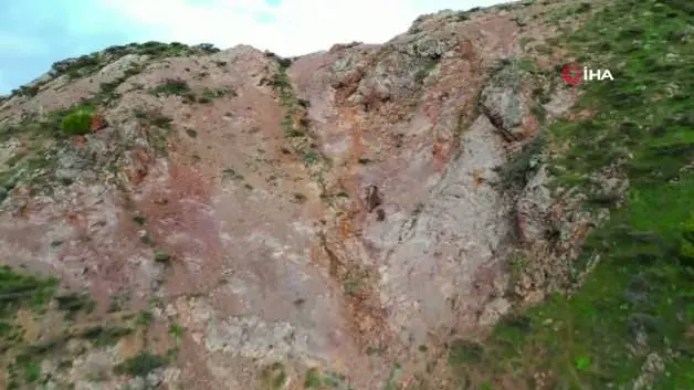 Kartal ayı yavrularına saldırmaya çalıştı: O anlar saniye saniye kaydedildi
