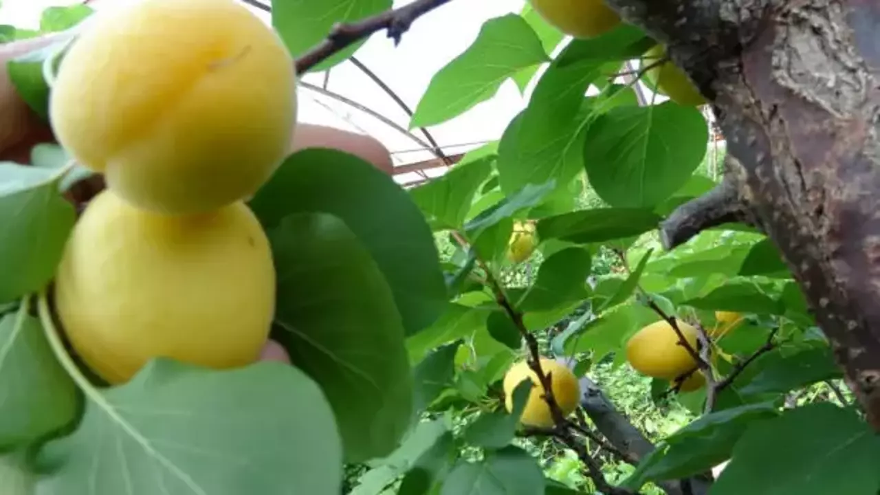 Kayısının hasadı 15 gün gecikti!