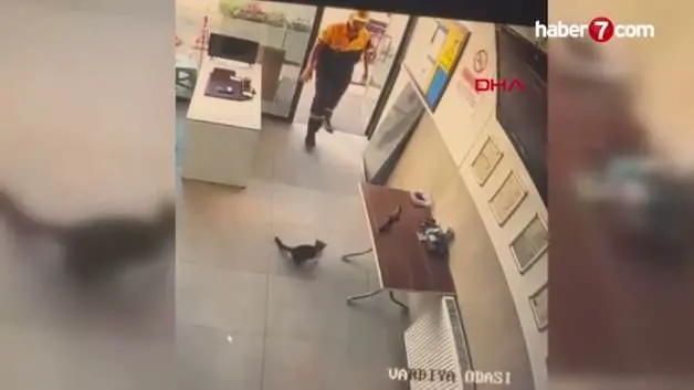 Kayseri'de ilginç kavga: Ofise giren karga kedinin hedefi oldu: İstasyon görevlisi müdahale etti