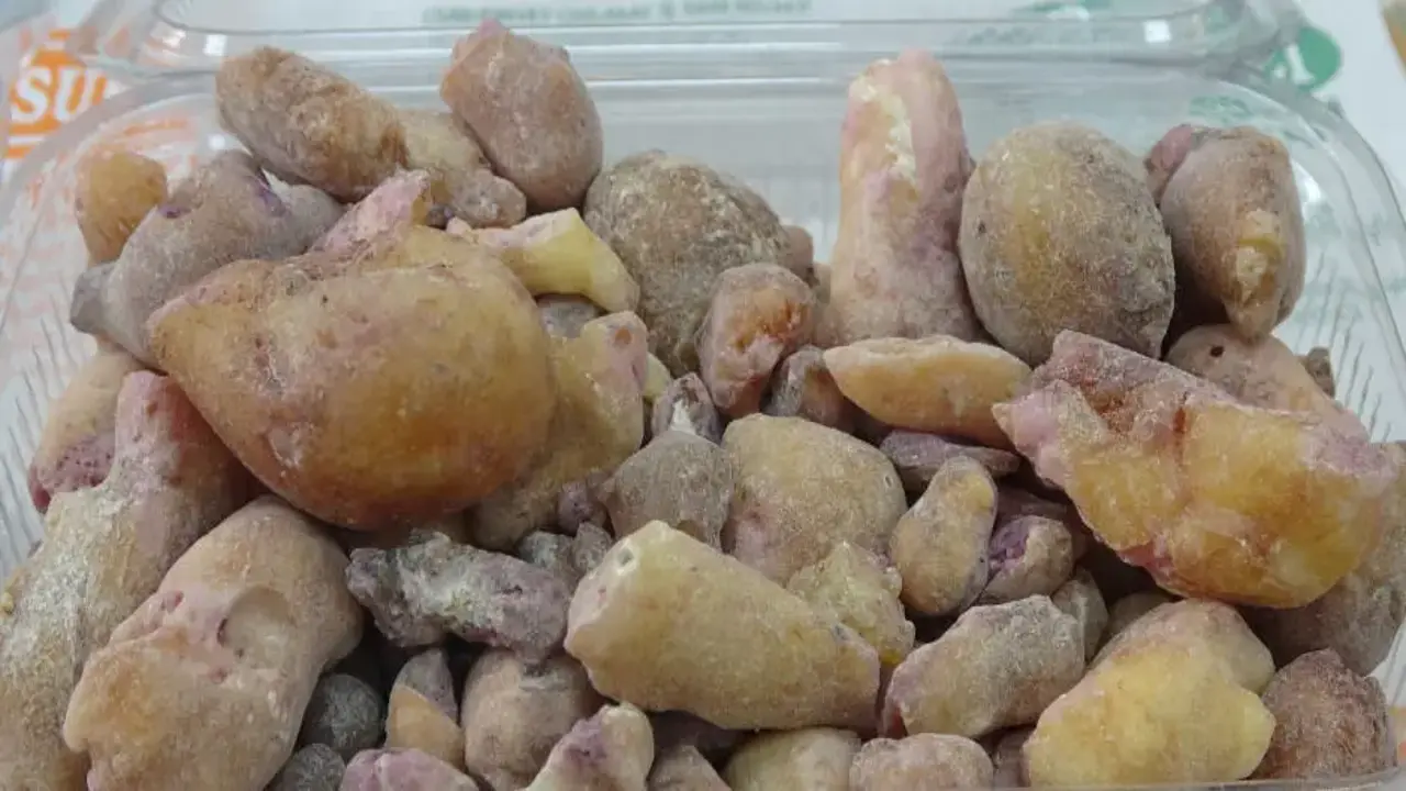 Kilosu 10 bin liraya ulaştı! 20 metrelik ağaçlardan tek tek toplanıyor