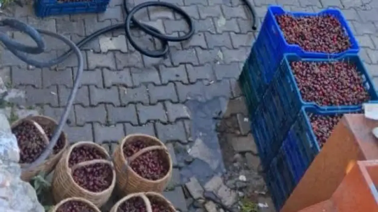 Kiraz üreticisi çaresiz! 'Dalında çürüyecek ya da dökülecek'