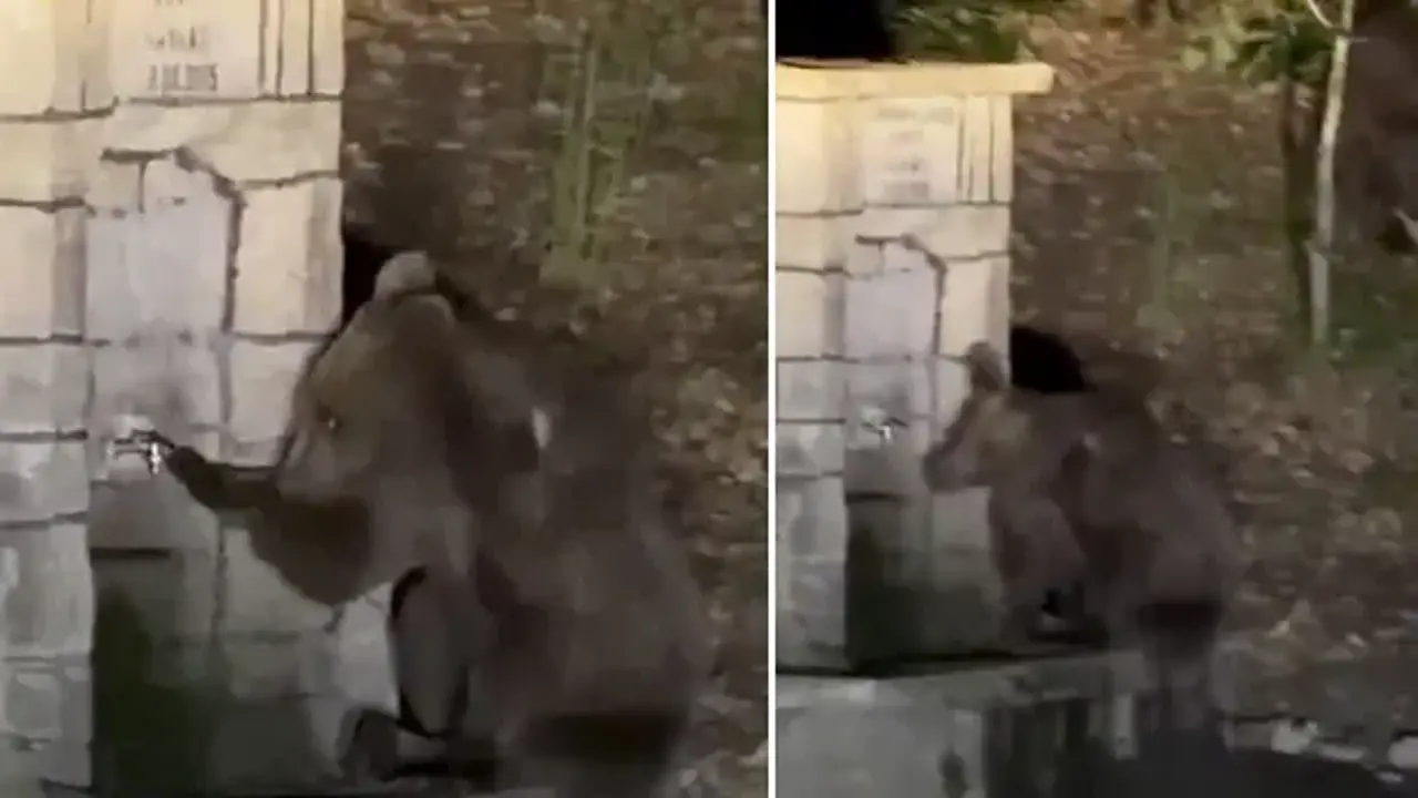 Kızılcahamam'da çeşmeden su içen ayının komik anları