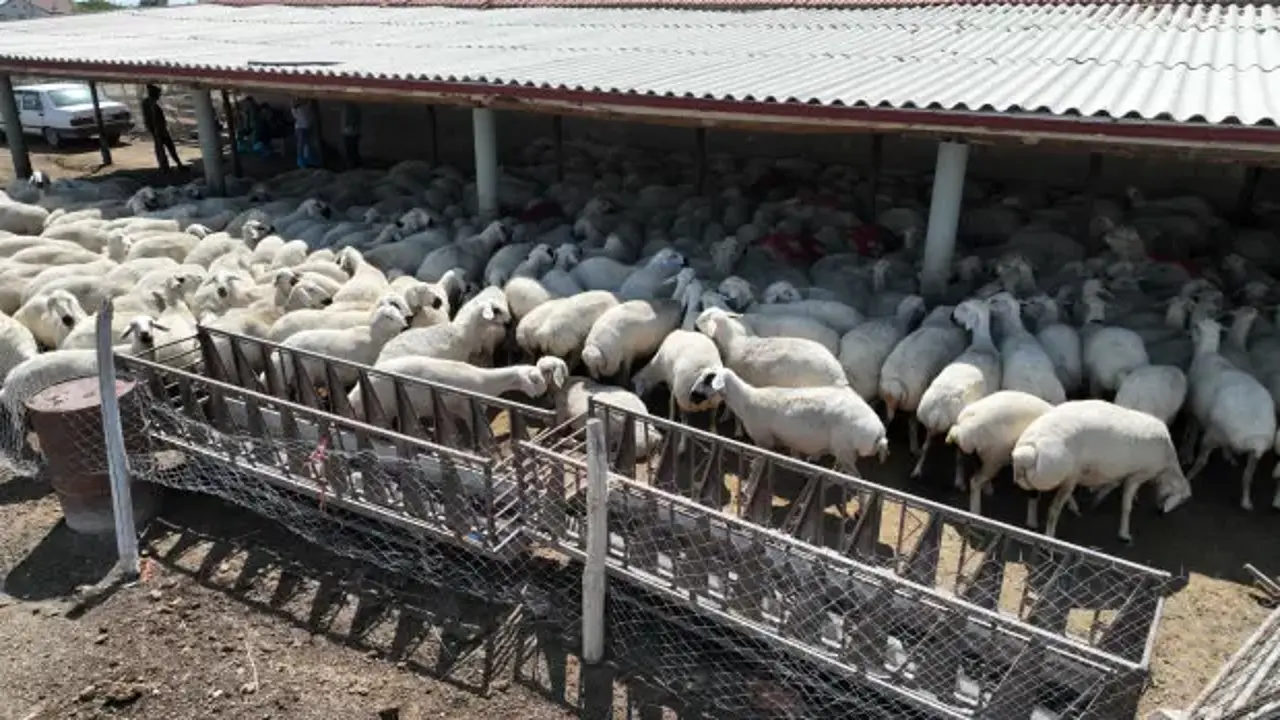 Konya Büyükşehir'in hayvan yetiştiriciliği eğitimleri üreticiye güç katıyor