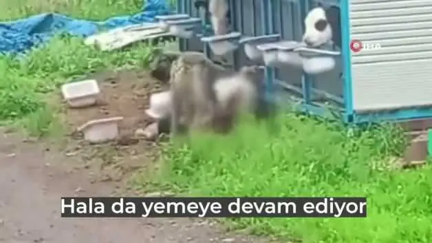 Konya'da başıboş köpekler üreticinin yetiştirdiği buzağıyı telef etti