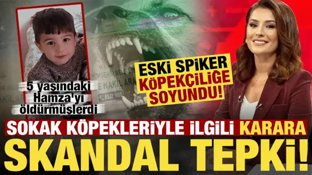 Köpekler 5 yaşındaki Hamza'yı öldürdü, eski spiker köpekçiliğe soyundu!