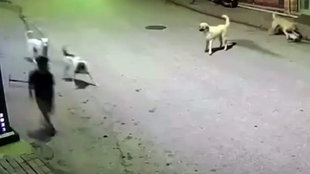 Köpeklerin hedefi olan çocuk, canını elindeki skuterı fırlatarak kurtardı!