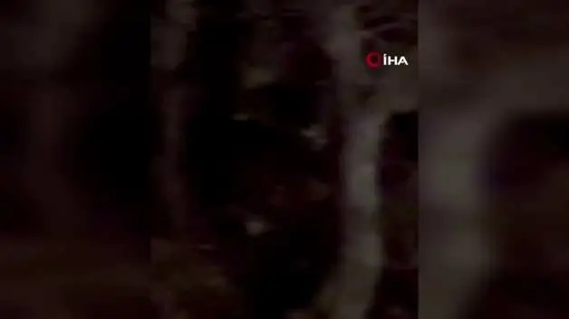 Koruma altında bulunan ‘vaşak’ Tunceli’de görüntülendi