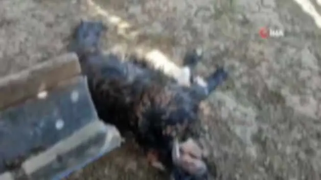 Köylünün bütün emeği heba oldu! Başıboş köpek terörü Siirt'ten...