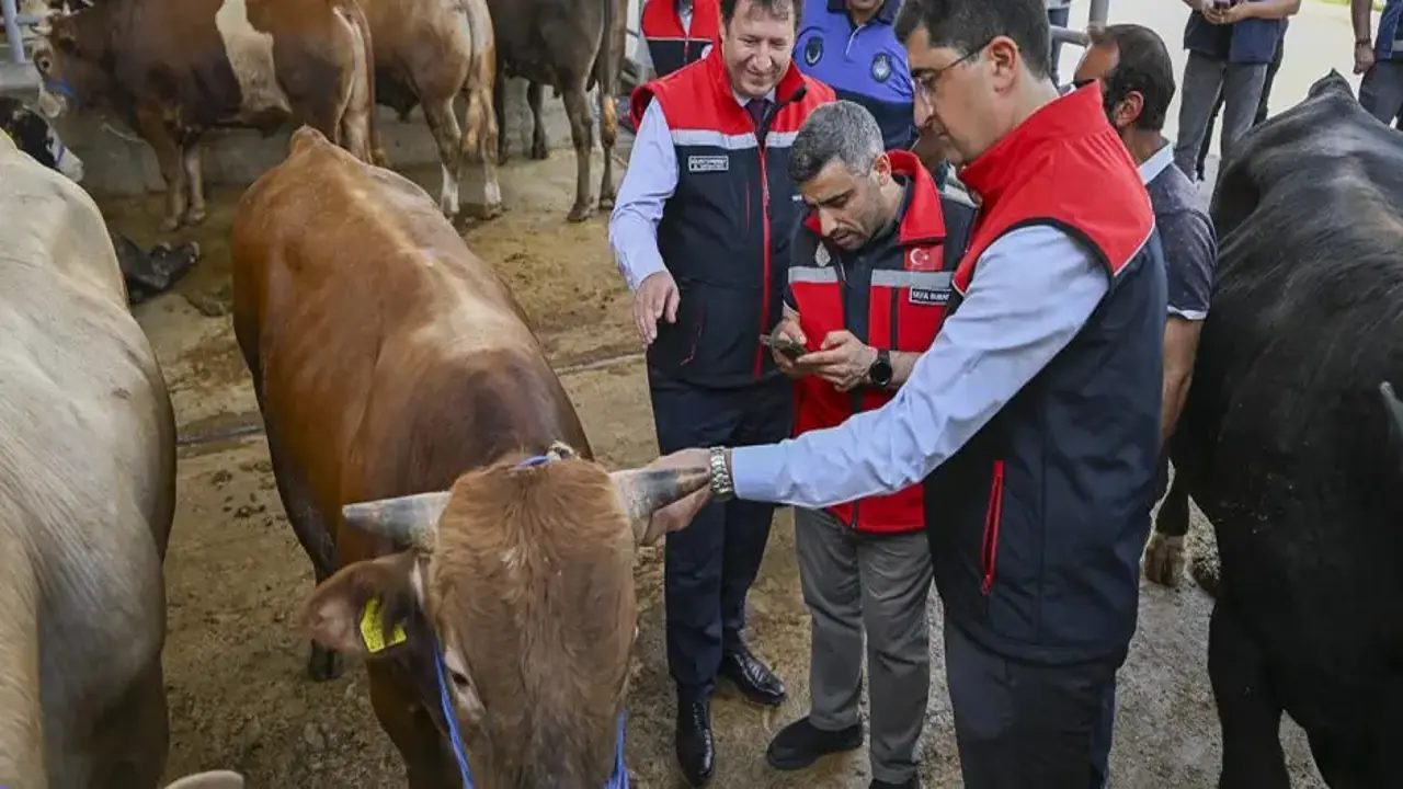 Kurban Bayramı öncesi 4 milyonu aşkın hayvan denetlendi