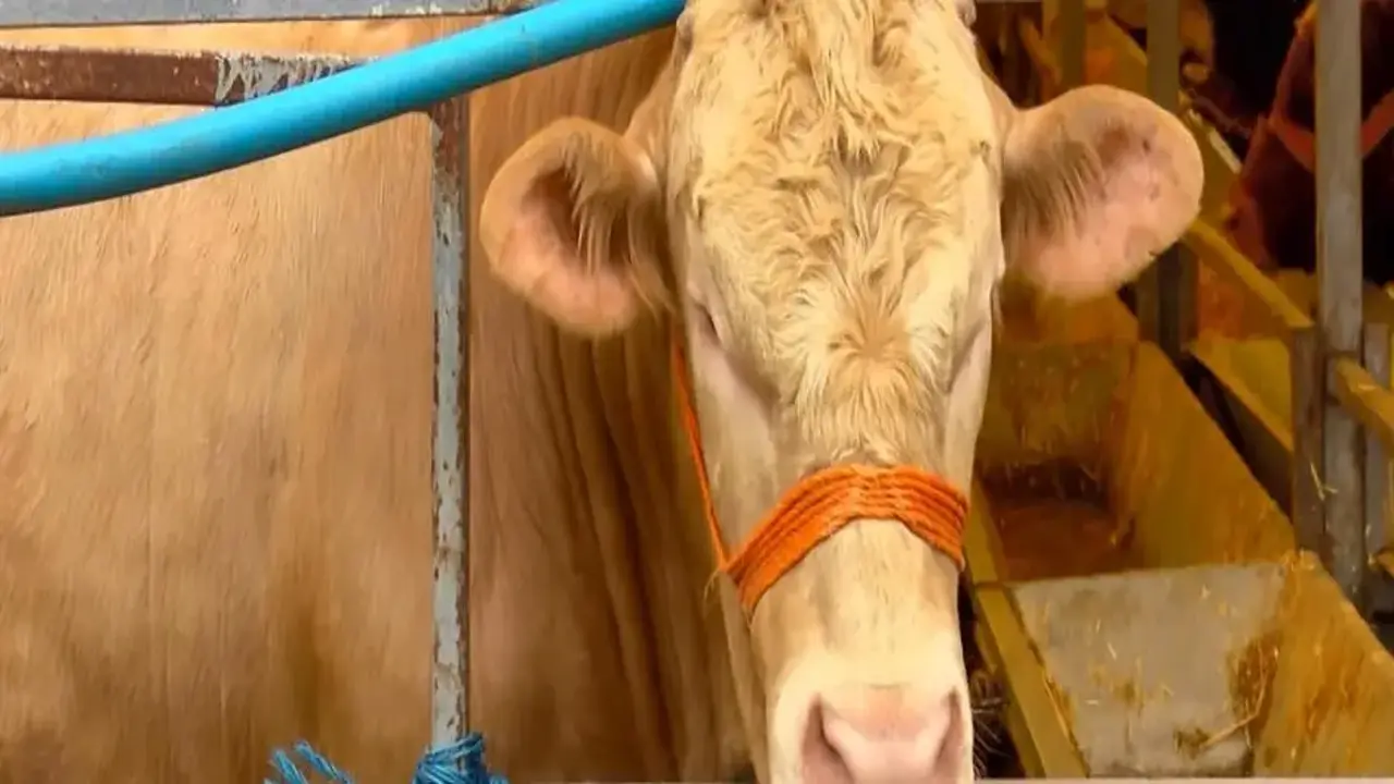 Kurban Bayramı'na 4 gün kala hayvan pazarlarında hareketlilik sürüyor
