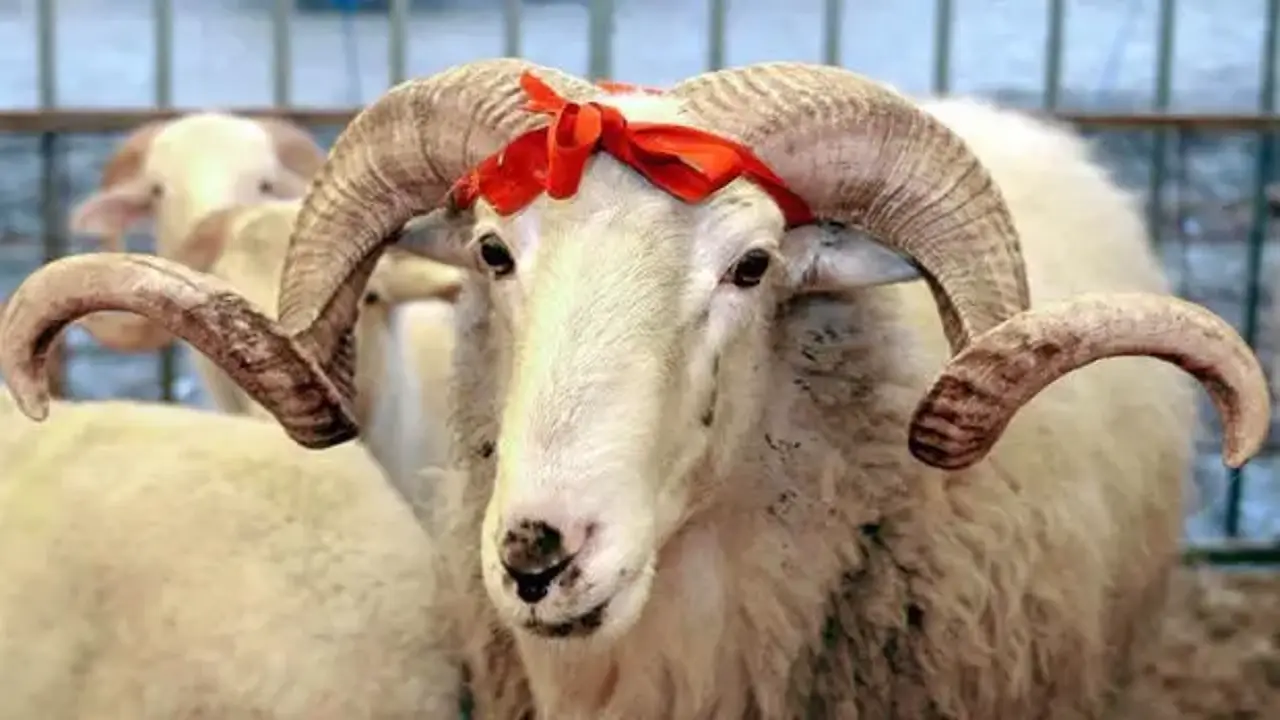 Kurban Bayramı'na günler kala dikkat çeken uyarı!