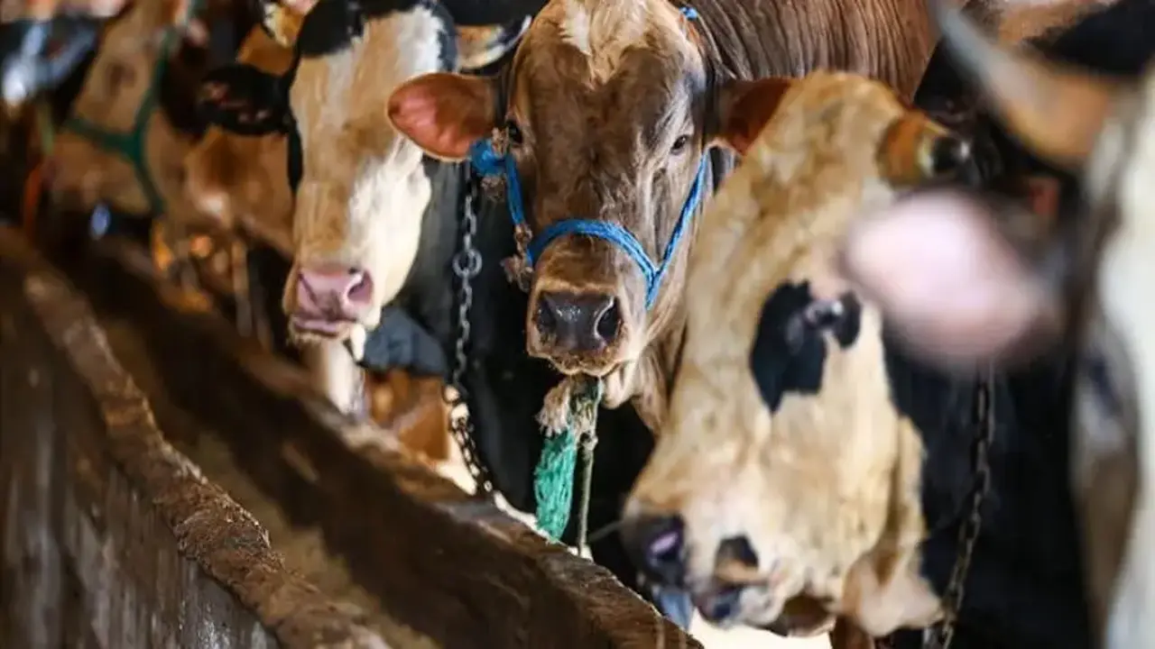 Kurban pazarında hareketlilik başladı
