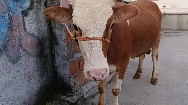 Kurbanlık boğa merdivenlerden çıkarıldı, terasta kesildi