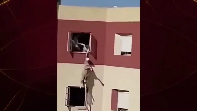 Kurbanlık koyun camdan atladı! O anlar kameraya yansıdı