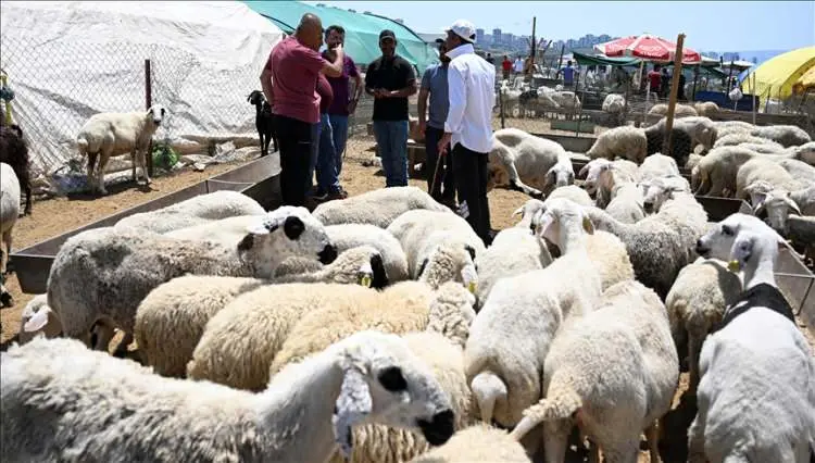 Kurbanlık piyasasında dikkat çeken tablo: Uygun fiyatlı iller öne çıktı